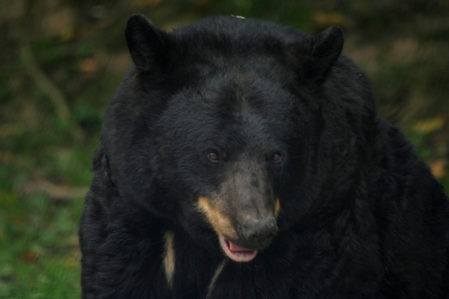 gal/Paris/Zoo_de_Thoiry/IMG_3819.JPG