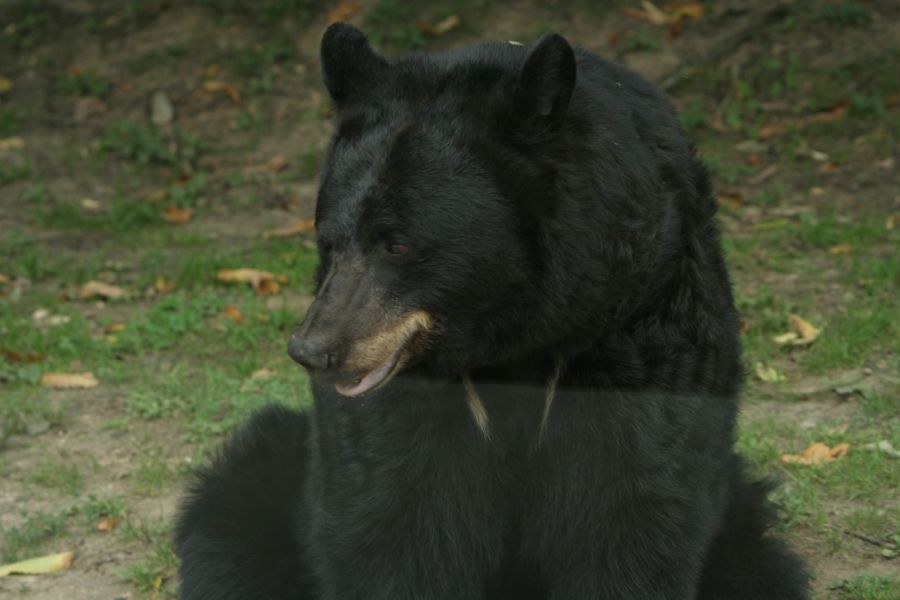 gal/Paris/Zoo_de_Thoiry/IMG_3821.JPG