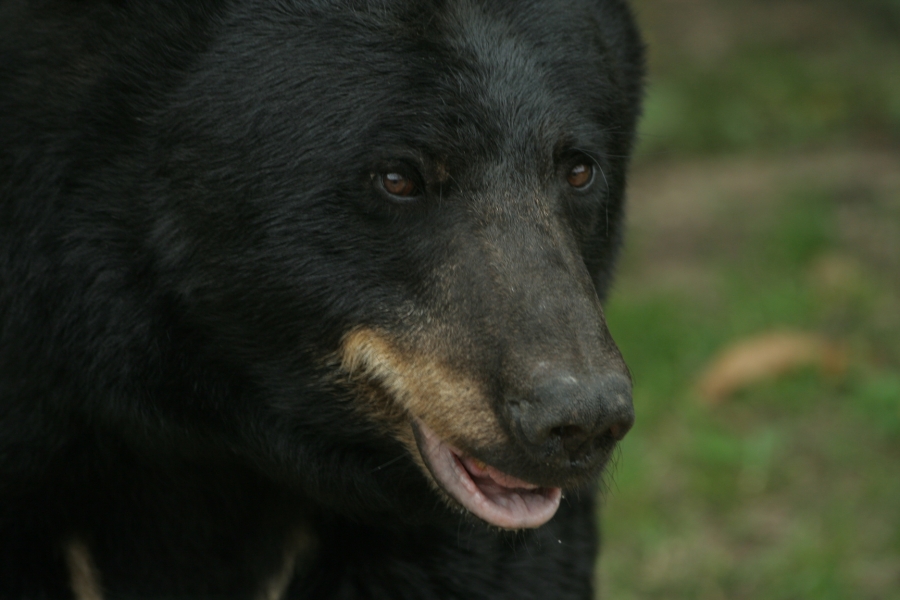 gal/Paris/Zoo_de_Thoiry/IMG_3823.JPG
