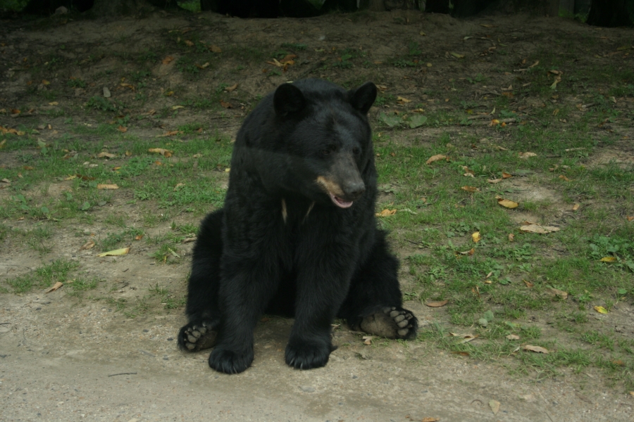 gal/Paris/Zoo_de_Thoiry/IMG_3825.JPG