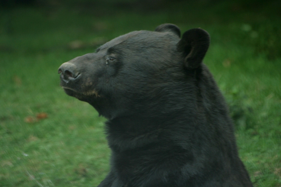 gal/Paris/Zoo_de_Thoiry/IMG_3829.JPG