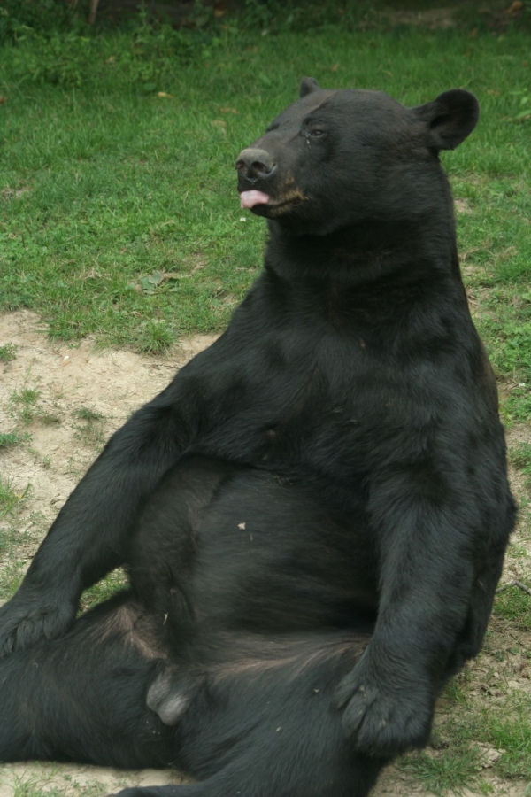 gal/Paris/Zoo_de_Thoiry/IMG_3830.JPG