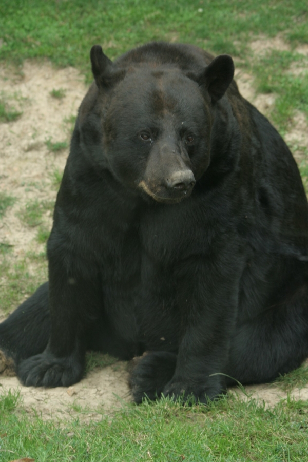 gal/Paris/Zoo_de_Thoiry/IMG_3831.JPG