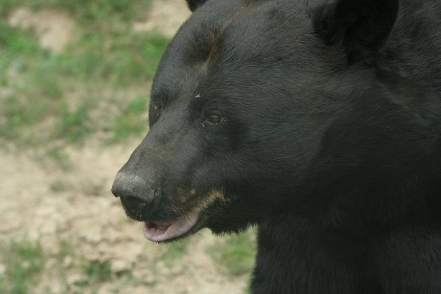 gal/Paris/Zoo_de_Thoiry/IMG_3832.JPG