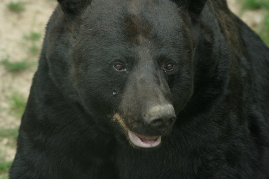 gal/Paris/Zoo_de_Thoiry/IMG_3833.JPG