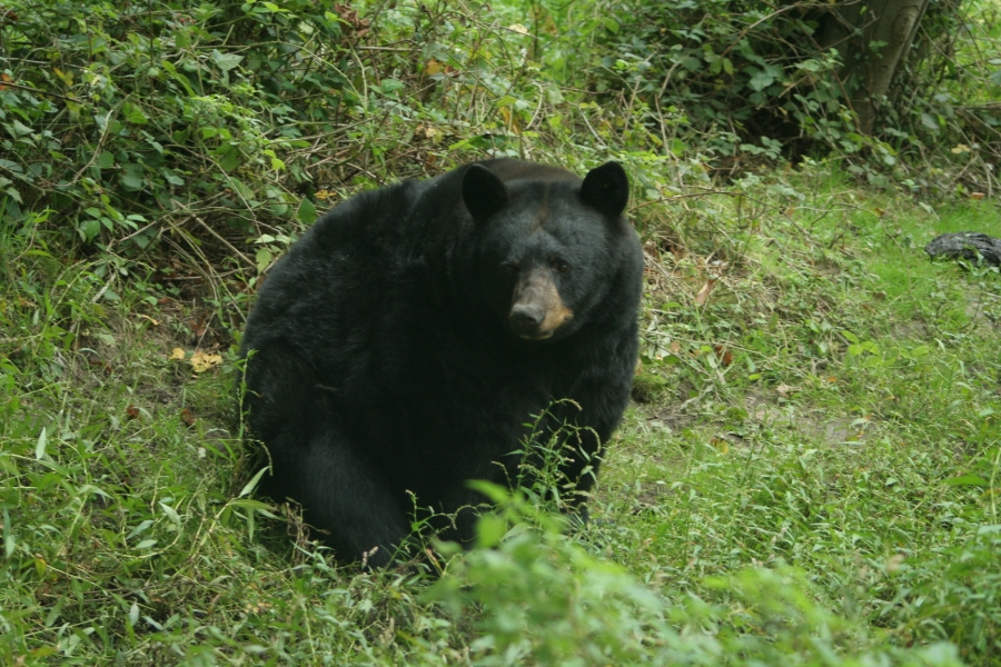 gal/Paris/Zoo_de_Thoiry/IMG_3835.JPG