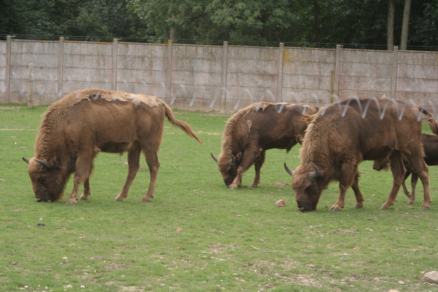 gal/Paris/Zoo_de_Thoiry/IMG_3842.JPG
