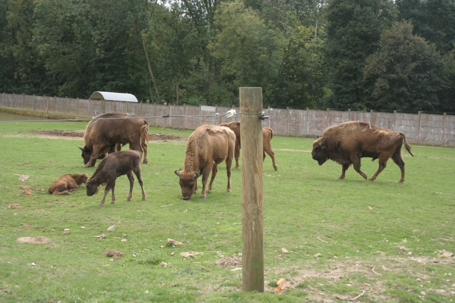 gal/Paris/Zoo_de_Thoiry/IMG_3855.JPG