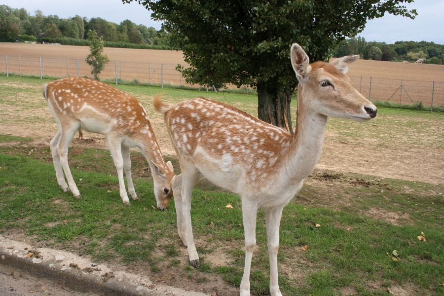 gal/Paris/Zoo_de_Thoiry/IMG_3859.JPG