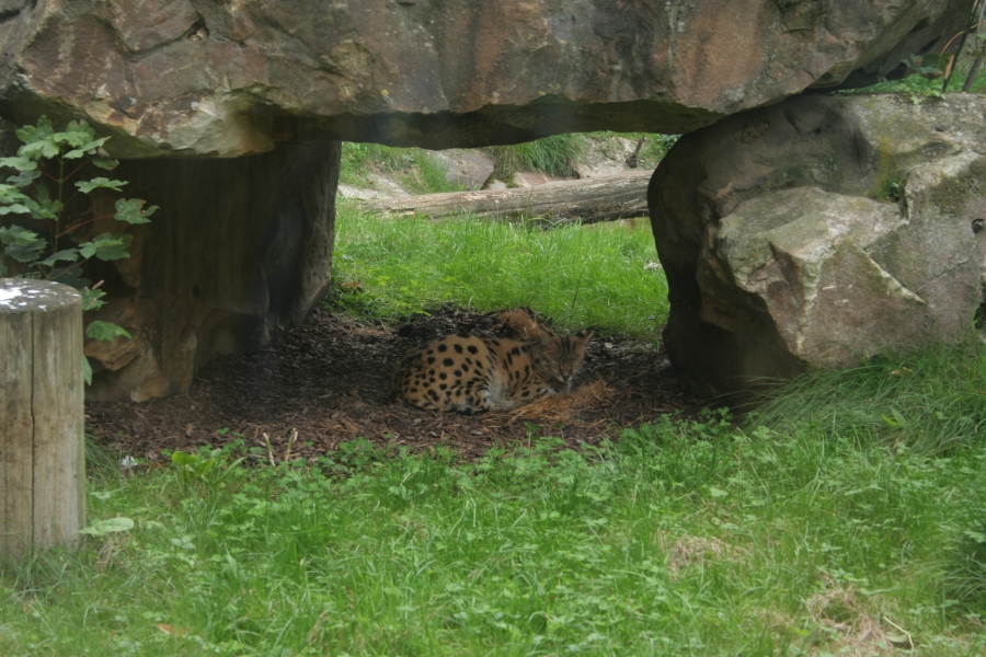 gal/Paris/Zoo_de_Thoiry/IMG_3876.JPG