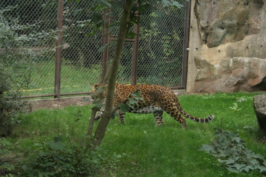 gal/Paris/Zoo_de_Thoiry/IMG_3877.JPG