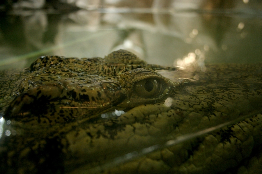 gal/Paris/Zoo_de_Thoiry/IMG_3906.JPG
