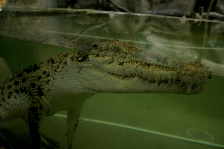 gal/Paris/Zoo_de_Thoiry/IMG_3908.JPG