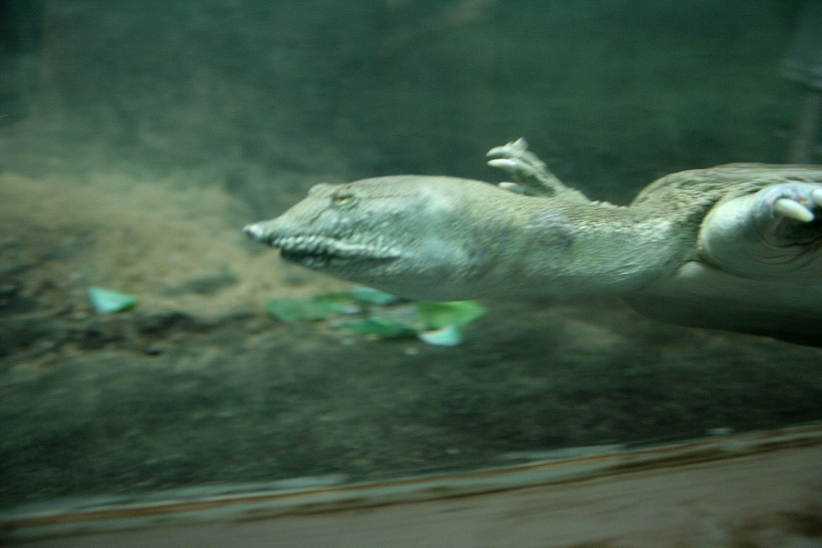 gal/Paris/Zoo_de_Thoiry/IMG_3914.JPG
