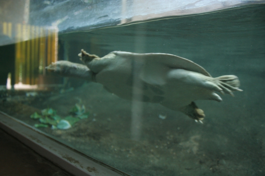 gal/Paris/Zoo_de_Thoiry/IMG_3915.JPG