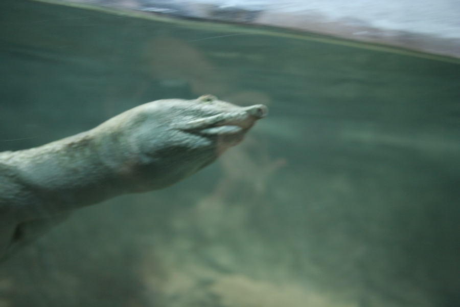 gal/Paris/Zoo_de_Thoiry/IMG_3917.JPG