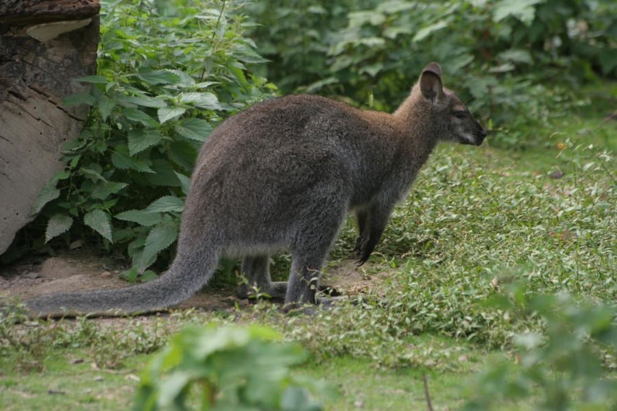 gal/Paris/Zoo_de_Thoiry/IMG_3922.JPG