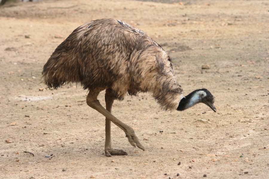 gal/Paris/Zoo_de_Thoiry/IMG_3924.JPG