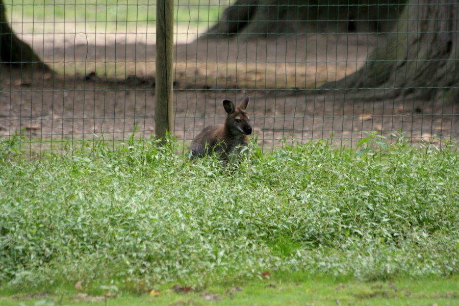 gal/Paris/Zoo_de_Thoiry/IMG_3927.JPG