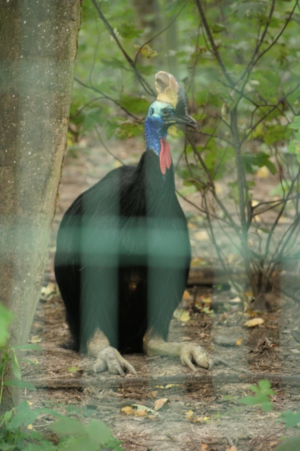 gal/Paris/Zoo_de_Thoiry/IMG_3931.JPG