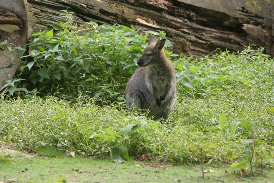 gal/Paris/Zoo_de_Thoiry/IMG_3932.JPG