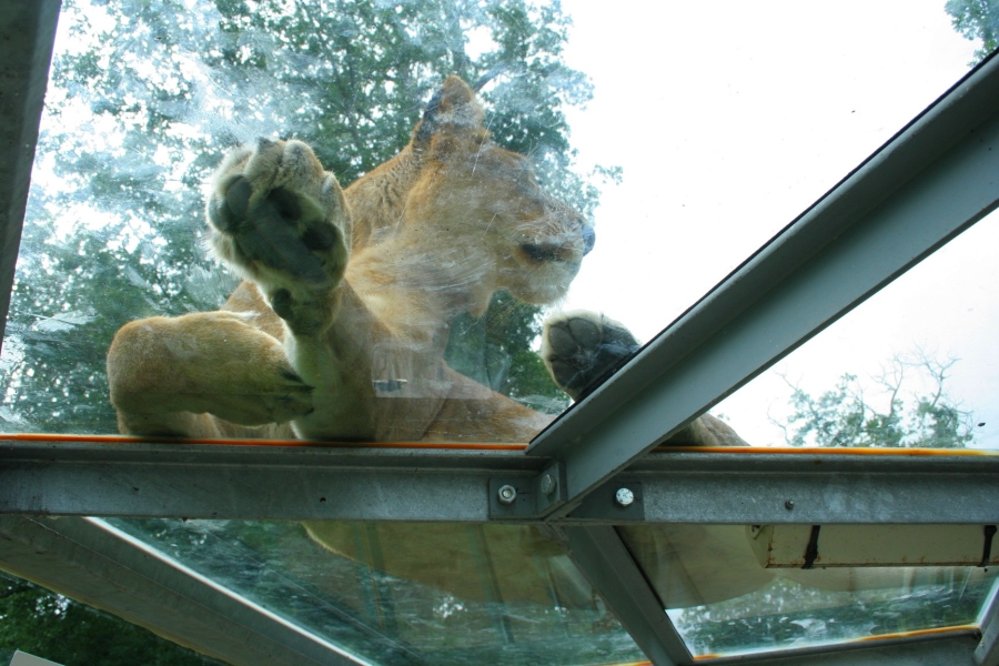 gal/Paris/Zoo_de_Thoiry/IMG_3934.JPG
