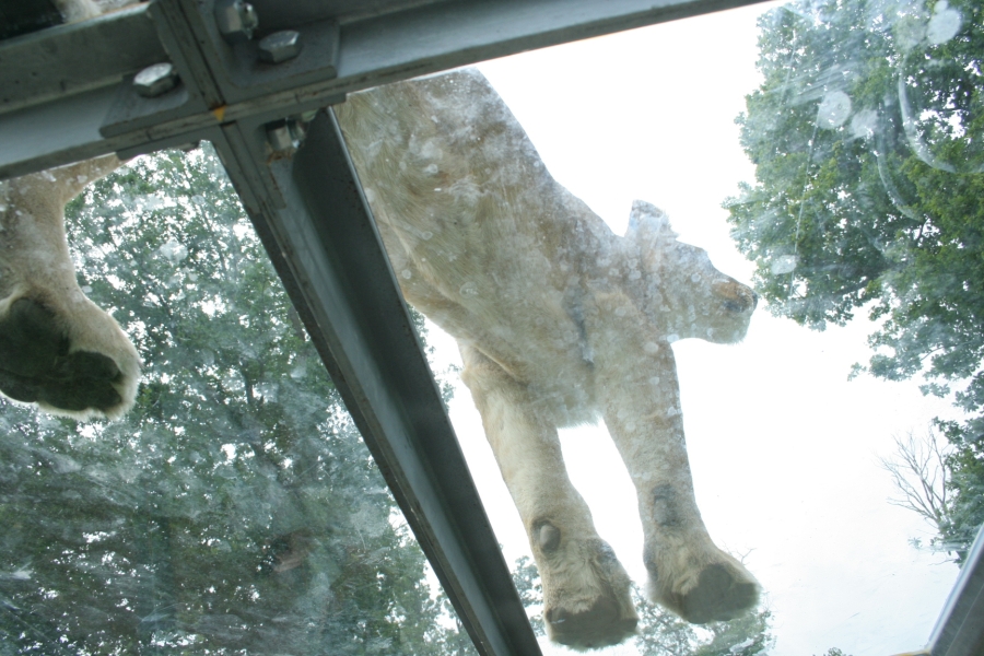 gal/Paris/Zoo_de_Thoiry/IMG_3935.JPG