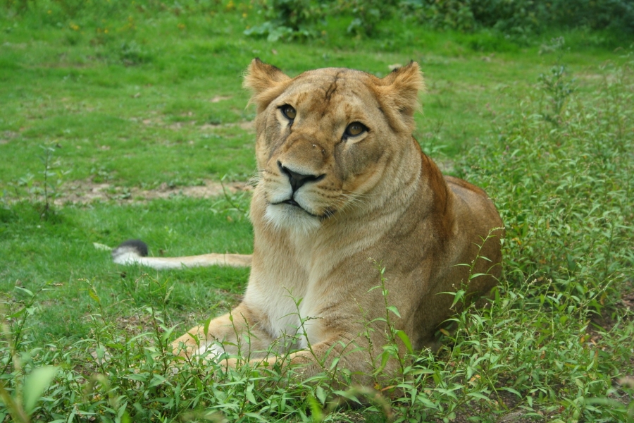 gal/Paris/Zoo_de_Thoiry/IMG_3936.JPG