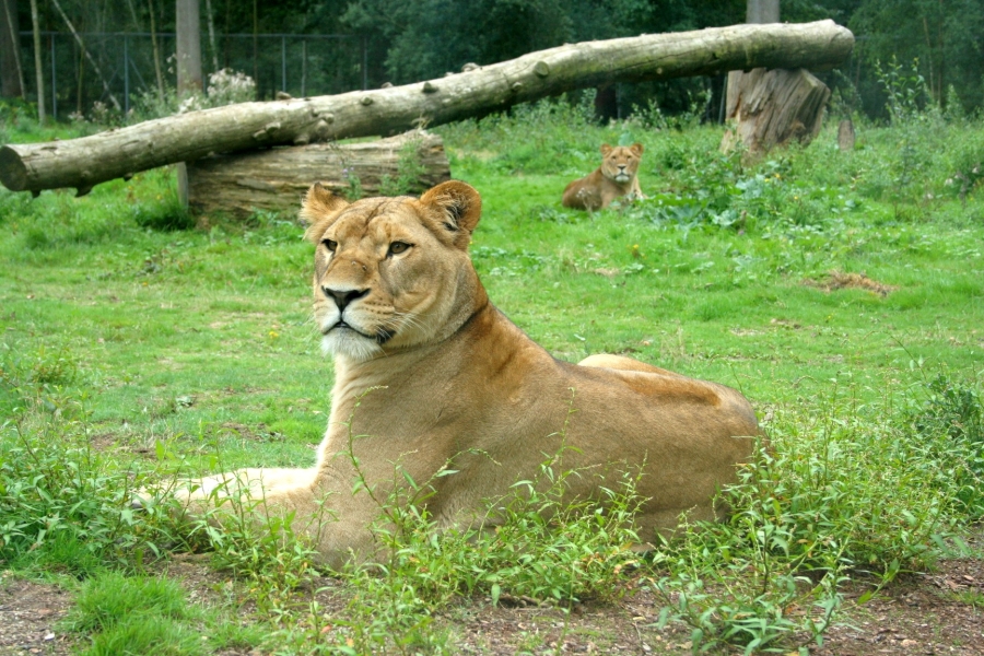 gal/Paris/Zoo_de_Thoiry/IMG_3942.JPG