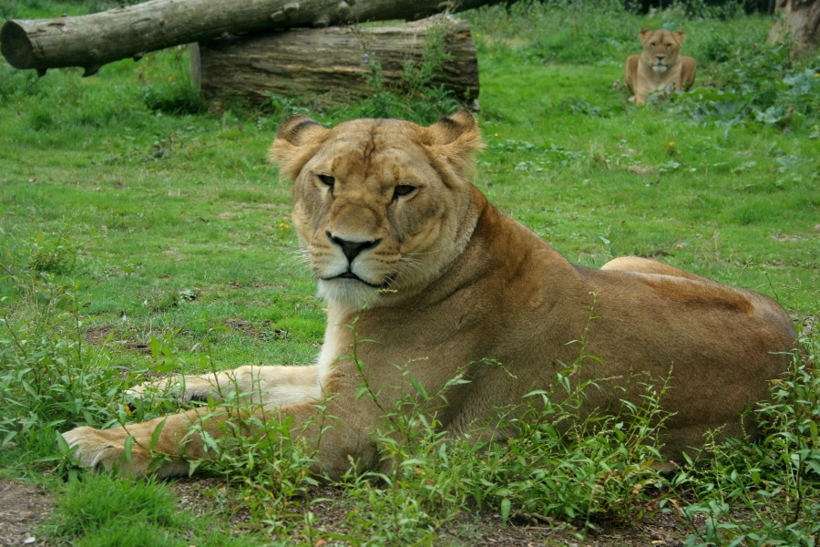 gal/Paris/Zoo_de_Thoiry/IMG_3945.JPG