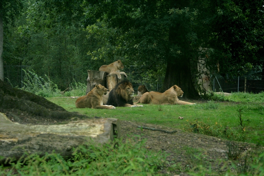gal/Paris/Zoo_de_Thoiry/IMG_3949.JPG