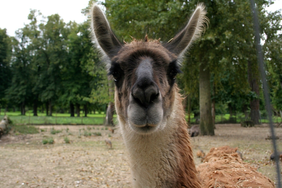 gal/Paris/Zoo_de_Thoiry/IMG_3956.JPG