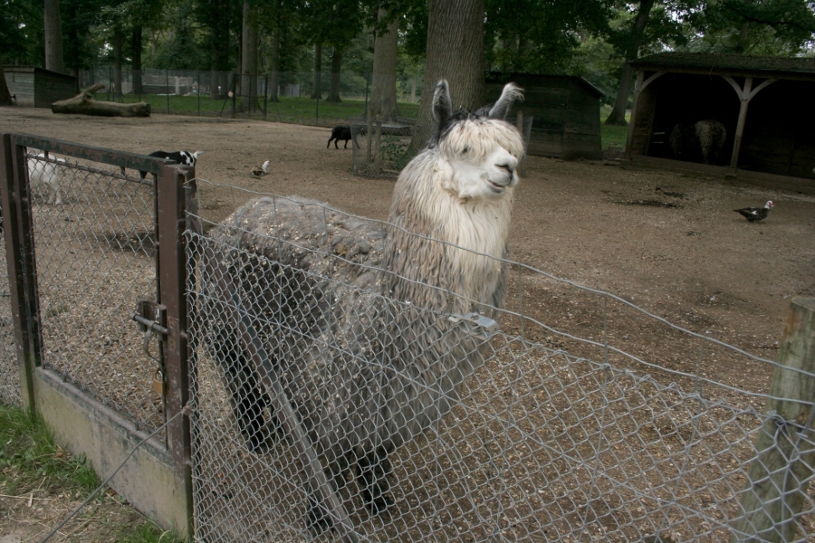 gal/Paris/Zoo_de_Thoiry/IMG_3962.JPG