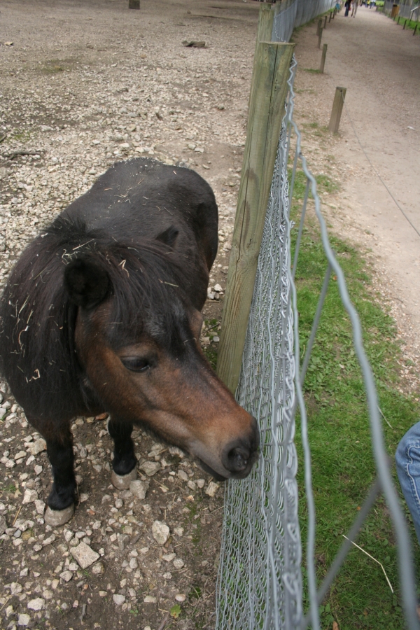 gal/Paris/Zoo_de_Thoiry/IMG_3965.JPG