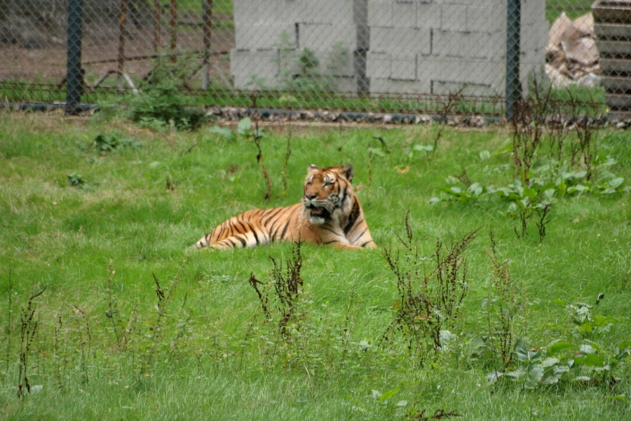 gal/Paris/Zoo_de_Thoiry/IMG_3973.JPG