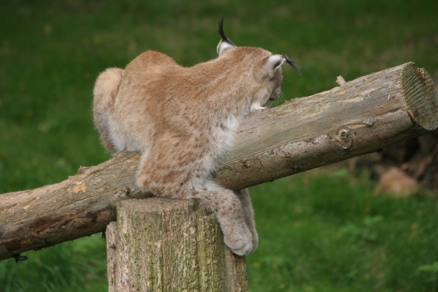 gal/Paris/Zoo_de_Thoiry/IMG_3976.JPG