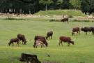 gal/Paris/Zoo_de_Thoiry/_thb_IMG_3711.JPG