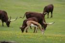 gal/Paris/Zoo_de_Thoiry/_thb_IMG_3712.JPG