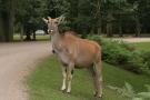 gal/Paris/Zoo_de_Thoiry/_thb_IMG_3717.JPG
