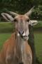 gal/Paris/Zoo_de_Thoiry/_thb_IMG_3719.JPG