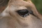gal/Paris/Zoo_de_Thoiry/_thb_IMG_3721.JPG