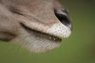 gal/Paris/Zoo_de_Thoiry/_thb_IMG_3722.JPG