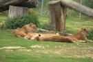 gal/Paris/Zoo_de_Thoiry/_thb_IMG_3727.JPG