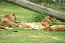 gal/Paris/Zoo_de_Thoiry/_thb_IMG_3730.JPG