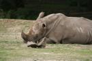 gal/Paris/Zoo_de_Thoiry/_thb_IMG_3739.JPG
