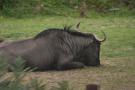 gal/Paris/Zoo_de_Thoiry/_thb_IMG_3741.JPG