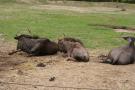 gal/Paris/Zoo_de_Thoiry/_thb_IMG_3742.JPG