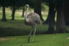 gal/Paris/Zoo_de_Thoiry/_thb_IMG_3746.JPG