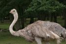 gal/Paris/Zoo_de_Thoiry/_thb_IMG_3749.JPG