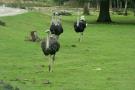 gal/Paris/Zoo_de_Thoiry/_thb_IMG_3756.JPG